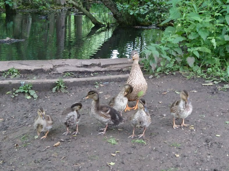 East Carlton Country Park-科比必去景点