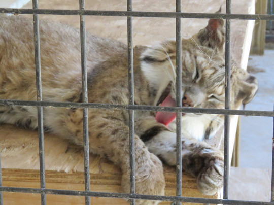 San Angelo Nature Center-圣安吉洛必去景点