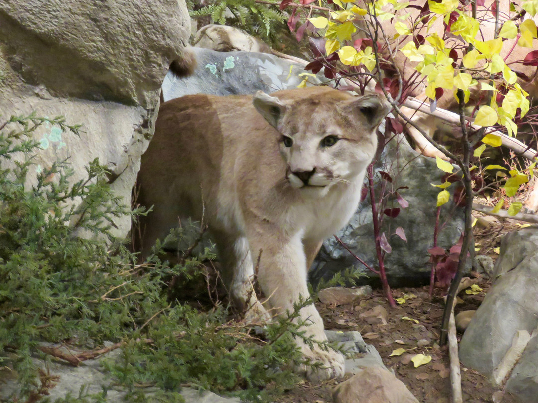 Blain County Wildlife Museum-Chinook必去景点