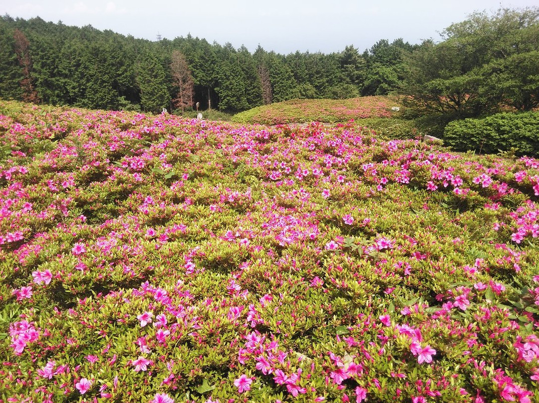 Hoshigayama Park Satsuki no sato景点图片
