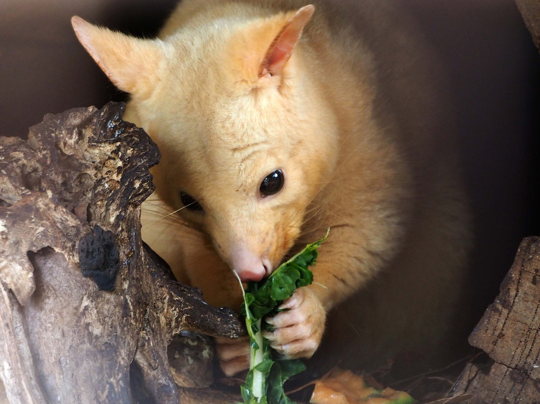 Tasmanian Devil Unzoo景点图片