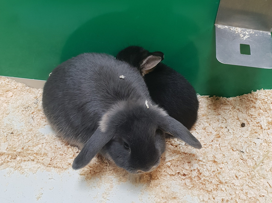Markham Pet Centre景点图片