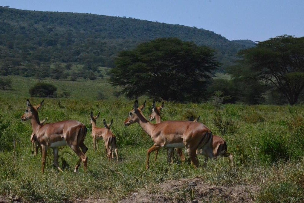FoxTrail Expeditions-纳库鲁必去景点