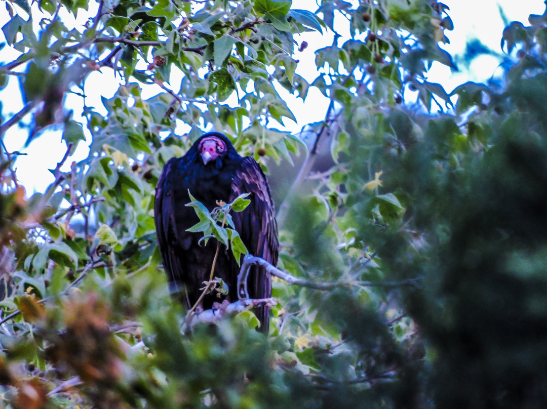 Santa Rita Lodge主图