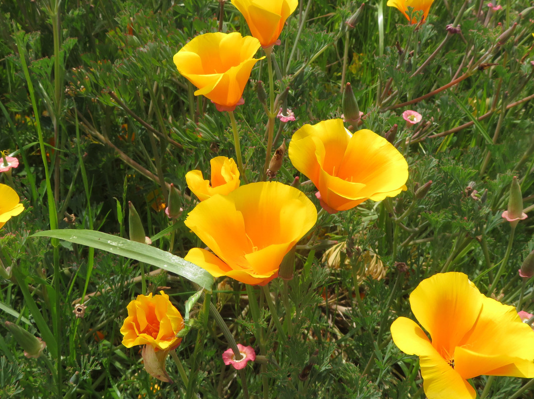 Cooley Landing-东帕罗奥图必去景点