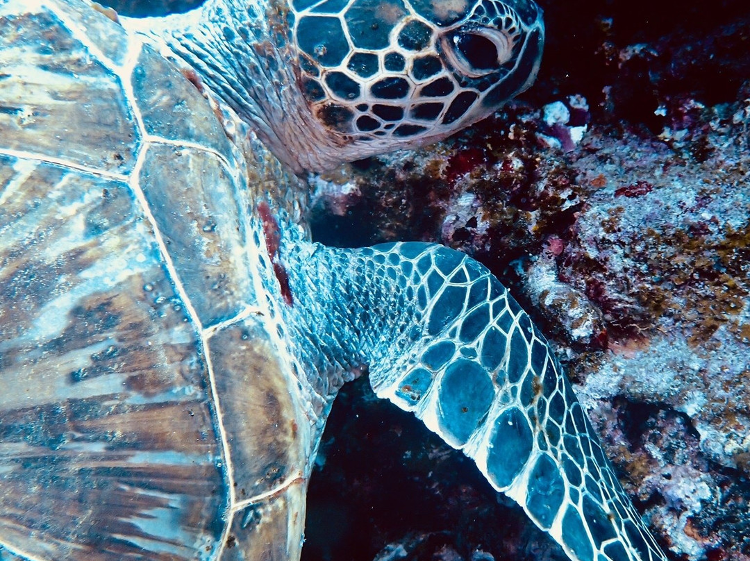 Mermaid Island Diving景点图片