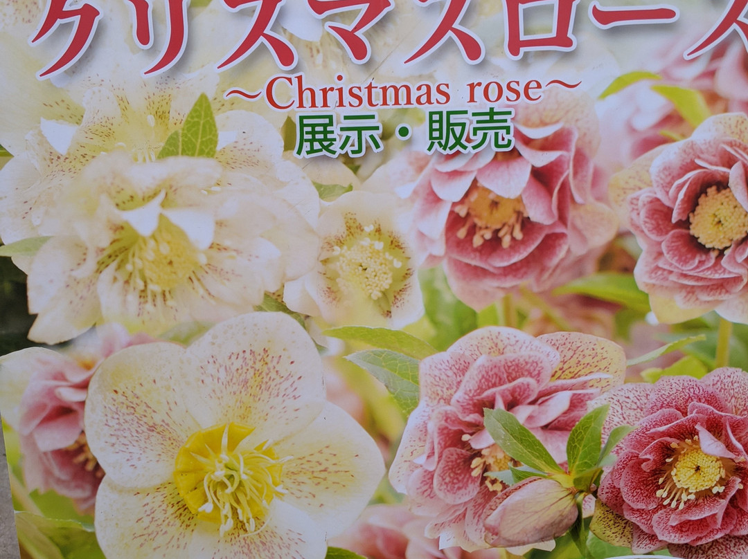 Hanamaki Onsen Rose Garden-花卷市必去景点