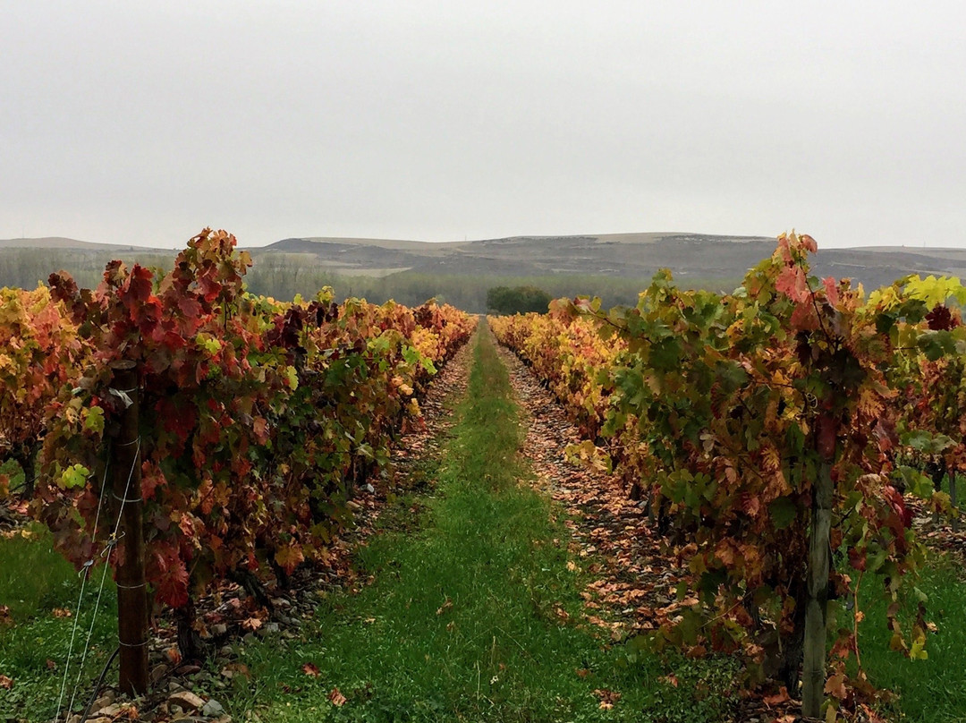 Bodegas Finca La Emperatriz景点图片