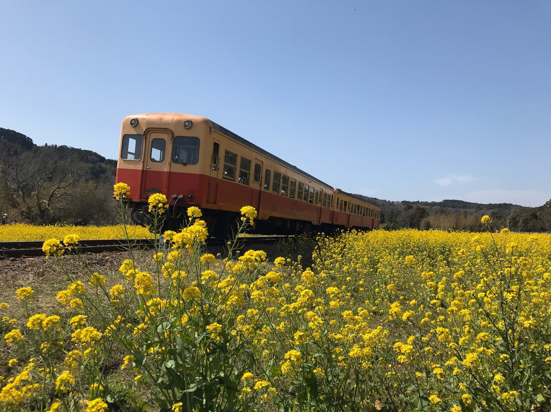 Ishuigami no Nanohana Batake-市原市必去景点