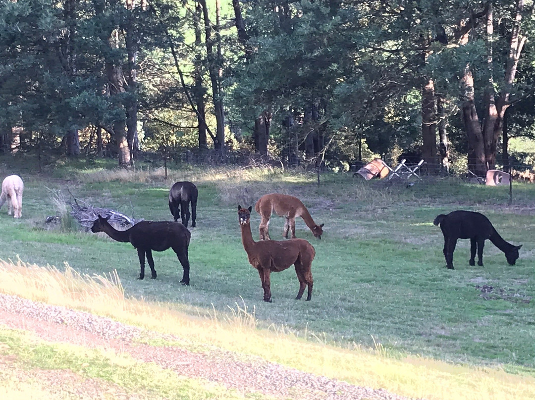 Tin Dragon Trail Cottages主图