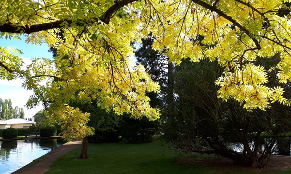 Mt Field National Park Campground主图