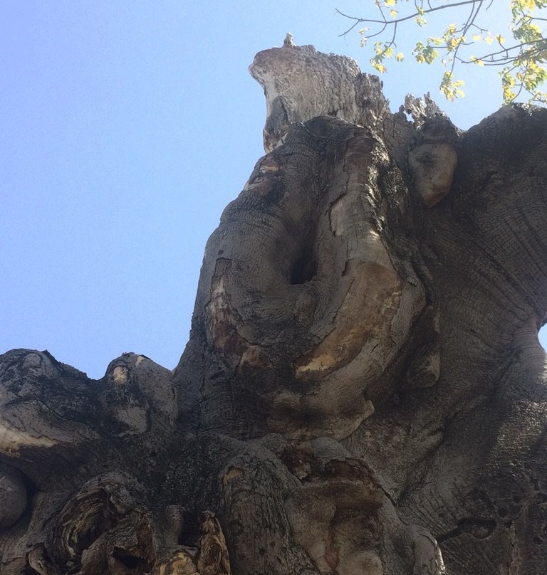 Parque de la Ceiba-庞塞必去景点