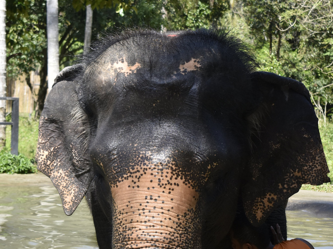 Samui Elephant Sanctuary-波普特必去景点