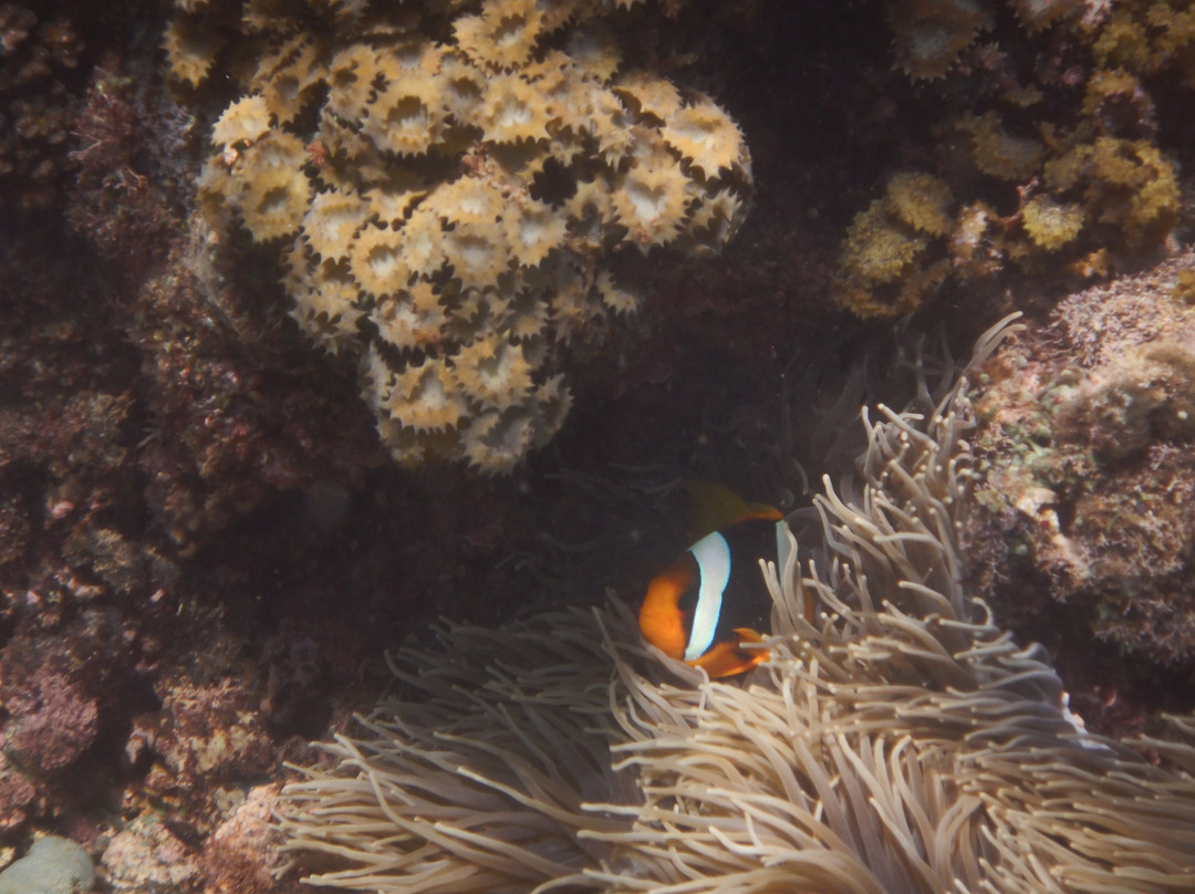 Harlem Beach-查亚普拉必去景点