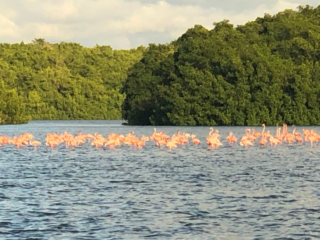 Caroni Swamp-St. Ann's必去景点