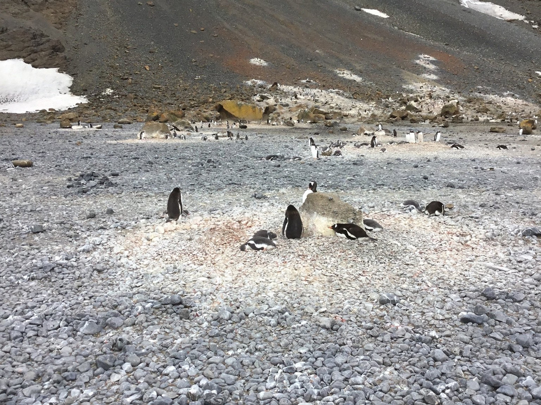 Brown Bluff-Antarctic Peninsula必去景点