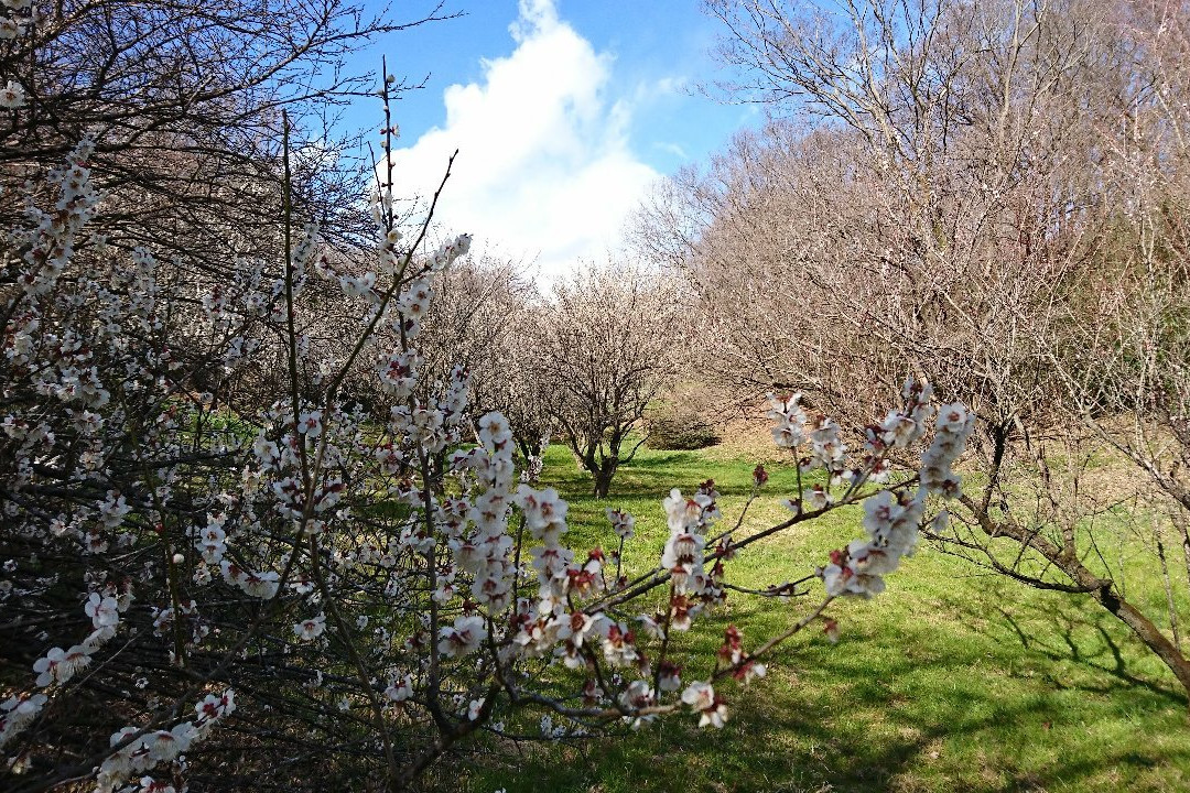 Noyamakita Rokudoyama Park-武藏村山市必去景点