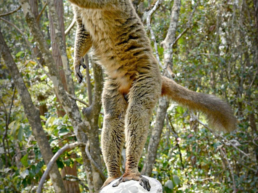 Maki Adventures Madagascar-安塔那那利佛必去景点