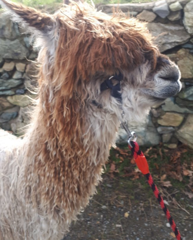 K2Alpacas-Wicklow必去景点