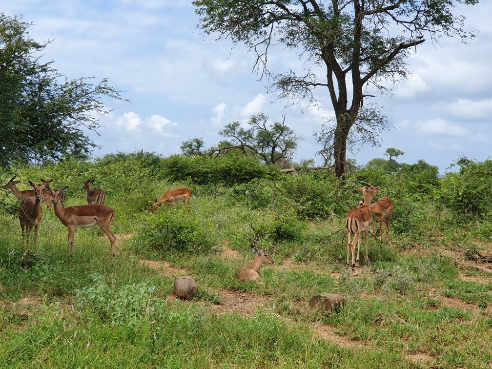 Game drives at Phalaborwa Gate in Kruger National Park-克鲁格国家公园必去景点