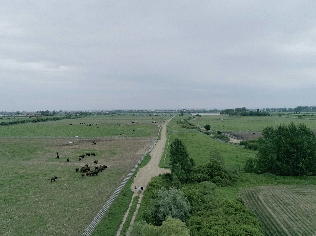 Euro Buffalo景点图片