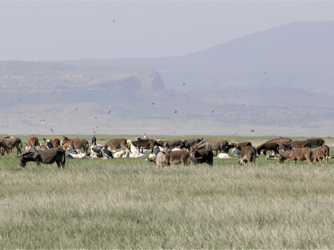 Abidjatta-Shalla National Park景点图片