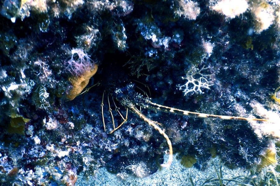 OURANOUPOLI SCUBA CENTER景点图片