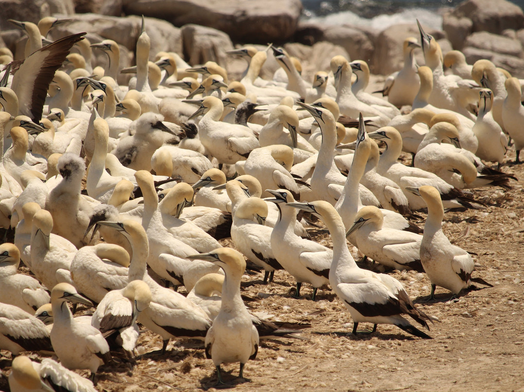 Bird Island Nature Reserve景点图片