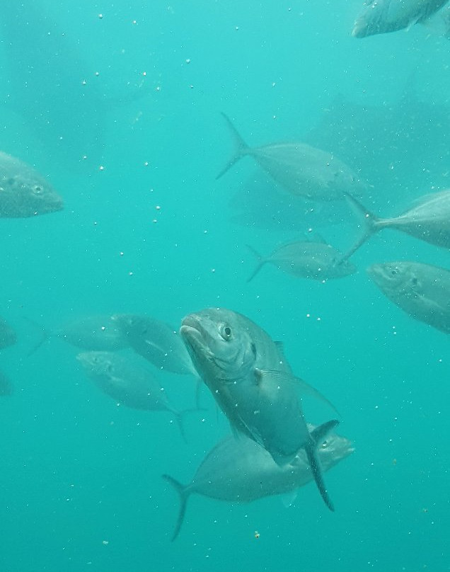 Oceanic Victor-维克多港必去景点