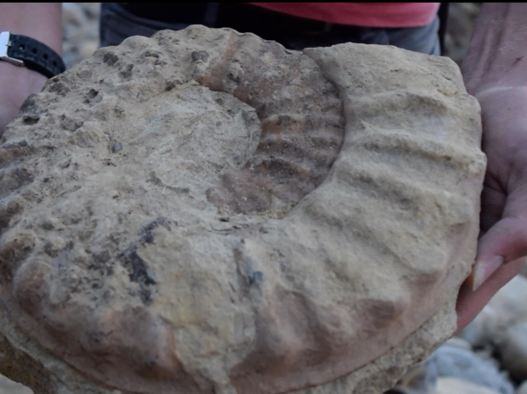 Isle of Wight Fossil Walks- Wight Coast Fossils-文特诺必去景点