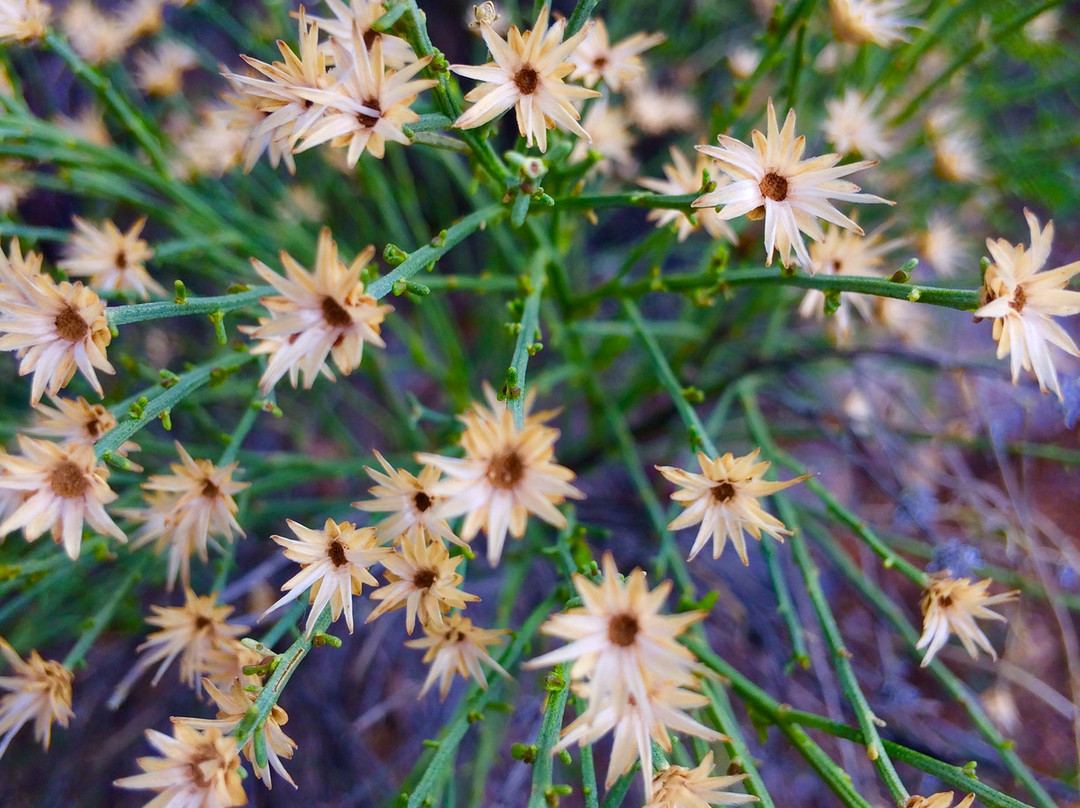 Brown's Canyon Trail景点图片