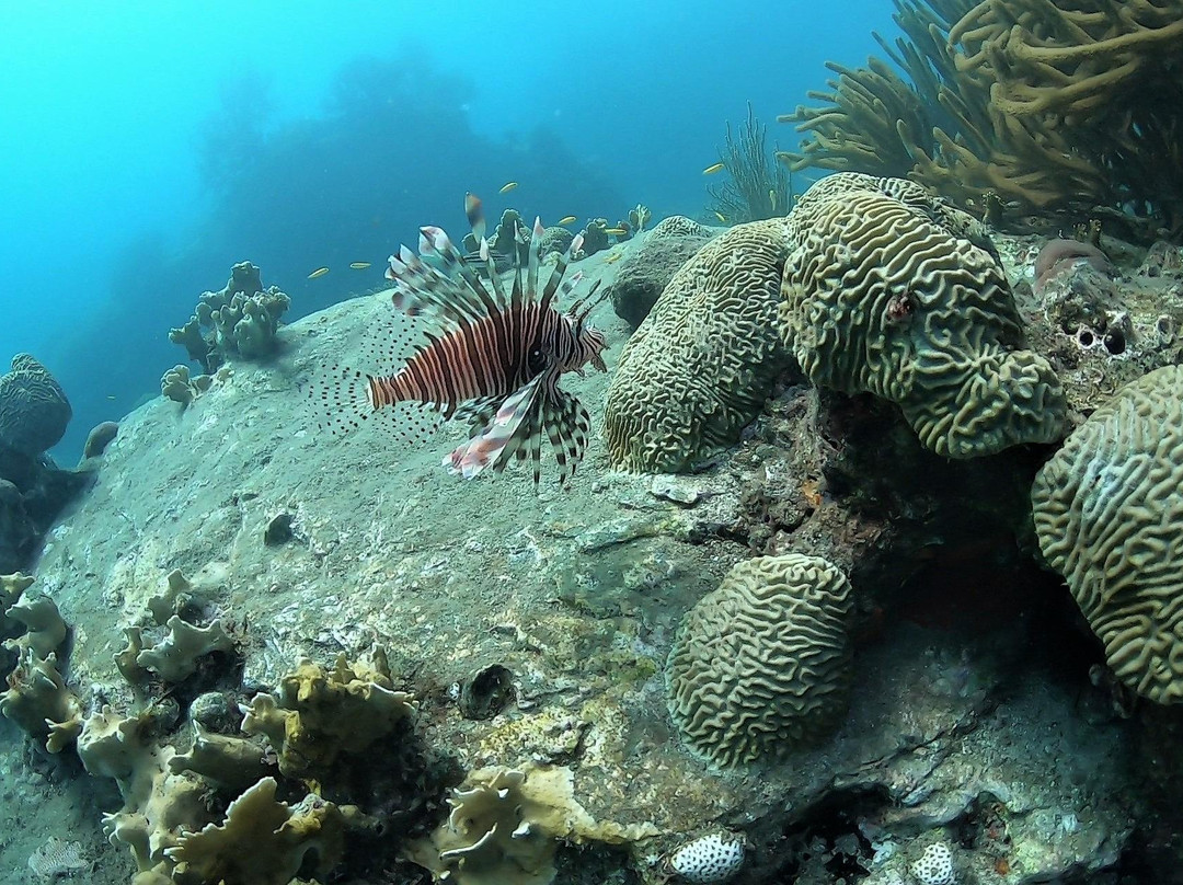 Bigfish Scuba-圣玛尔塔必去景点