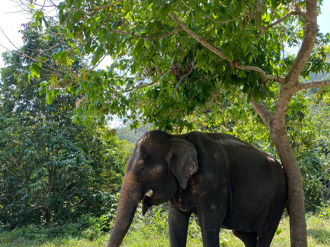 Phuket Elephant Park景点图片