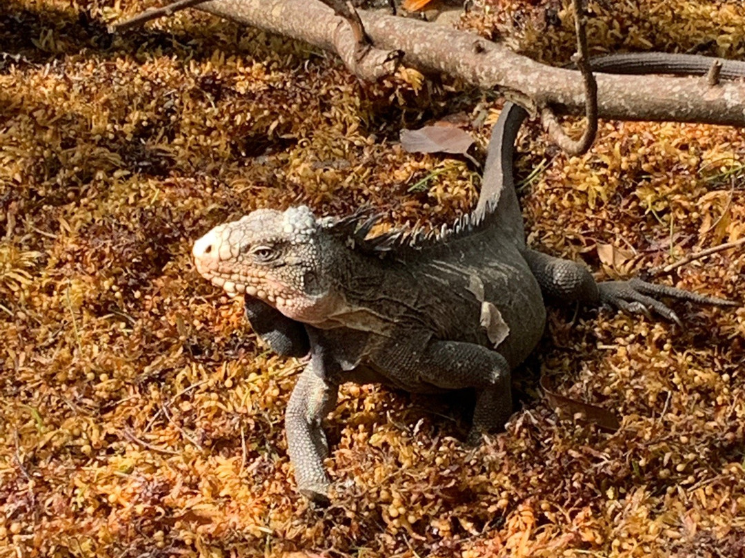 CaptainManou Excursions Nautiques-Le Robert必去景点