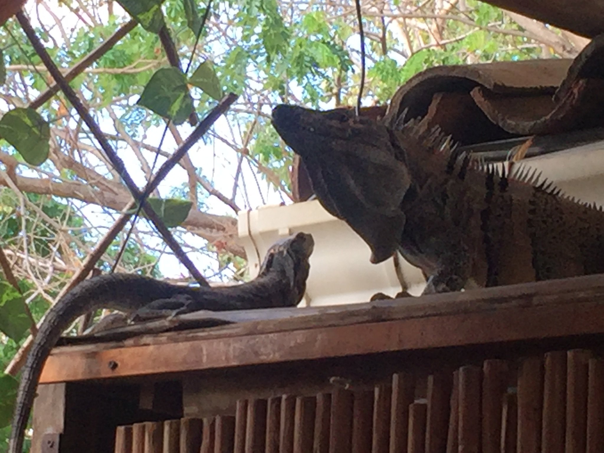 Ten North Tamarindo Beach Hotel-泳池