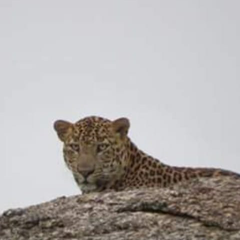 Jawai Dam-Pali必去景点