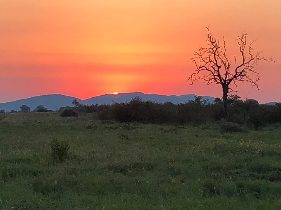 Madikwe Nature Reserve景点图片