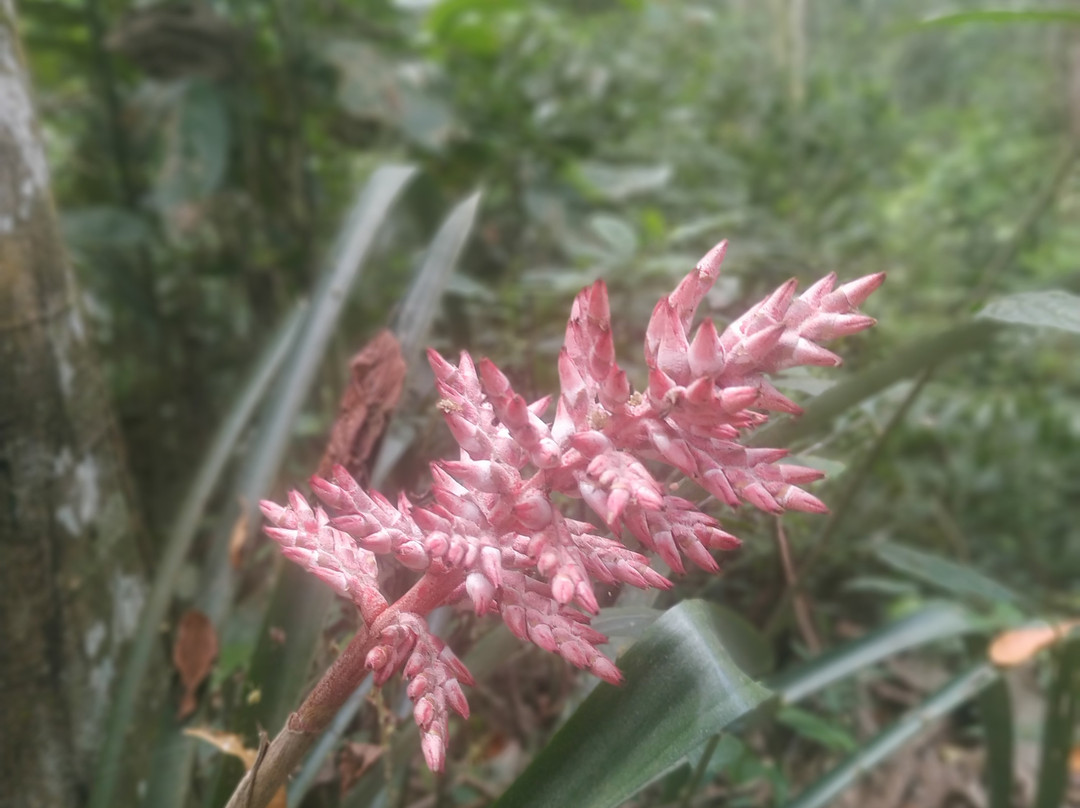 Parque Estadual Cantareira - Núcleo Cabuçu-瓜鲁柳斯必去景点