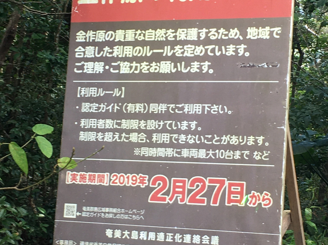 Kinsakubaru Forest-奄美市必去景点