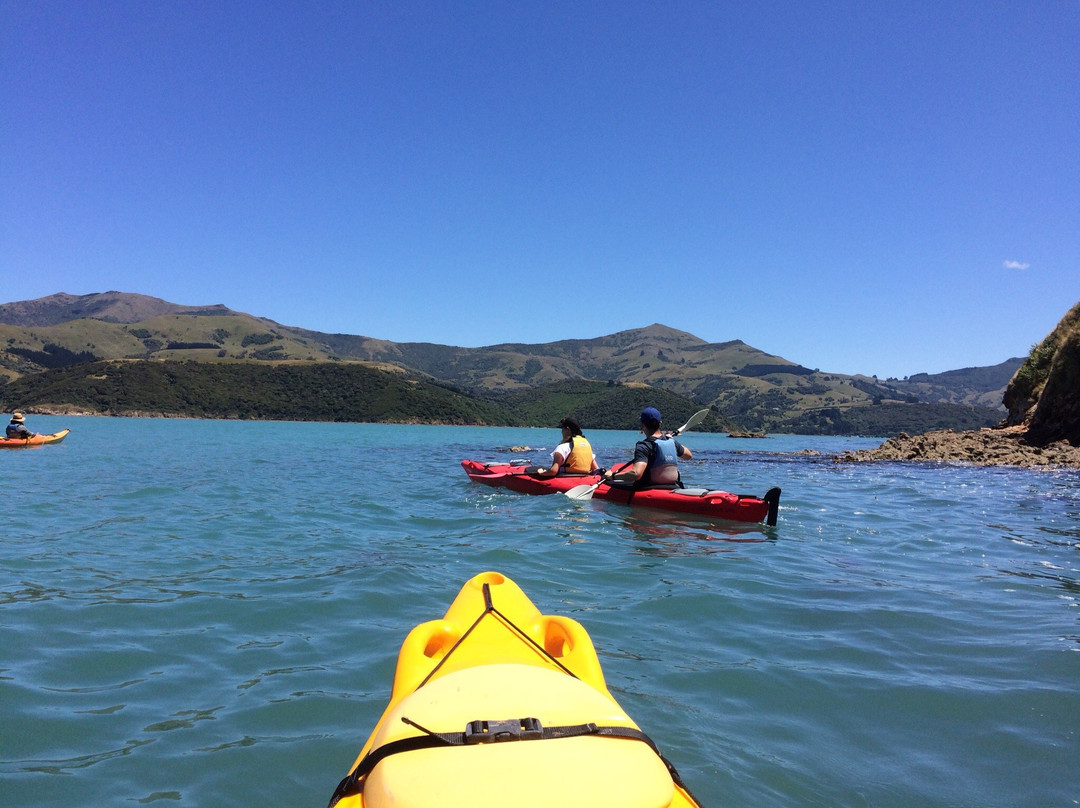 Akaroa Guided Kayak Safari景点图片