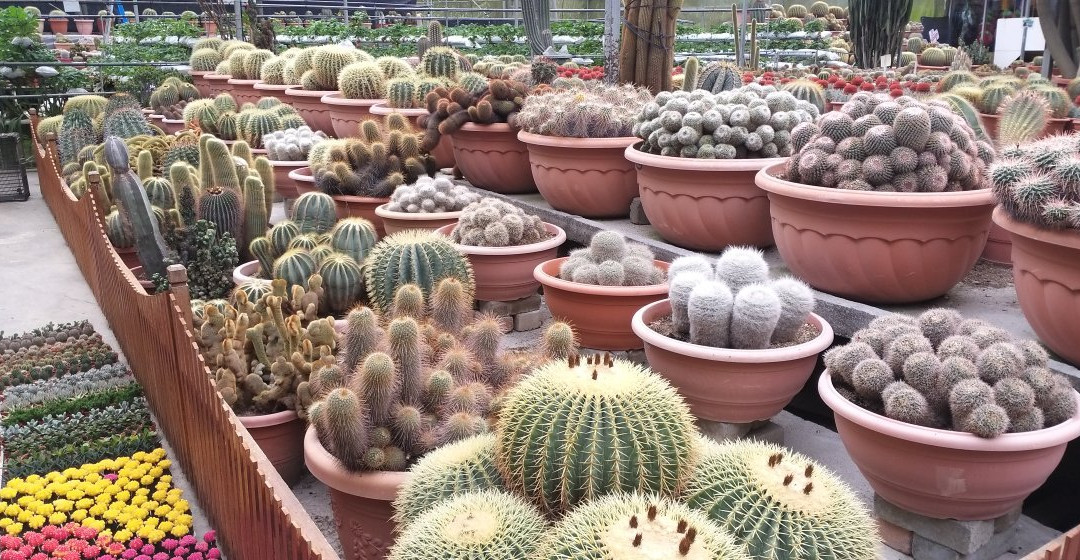 Cactus Valley景点图片