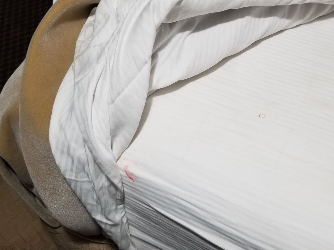 Laci's Country Inn主图