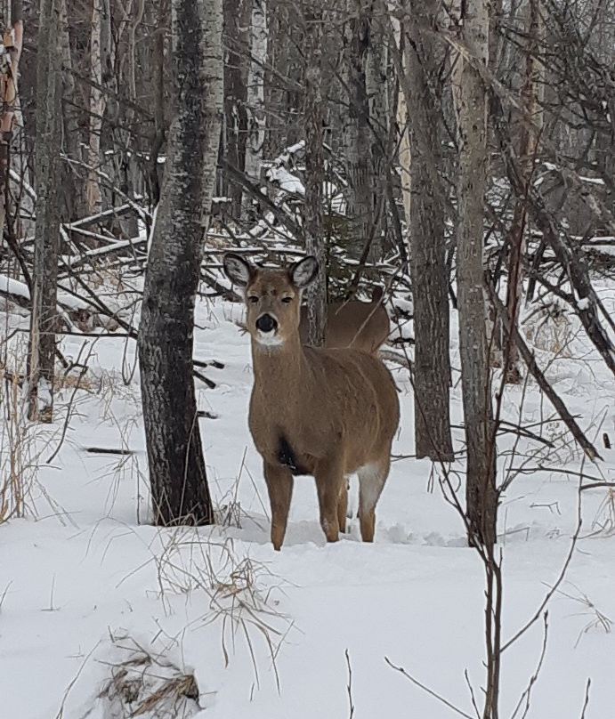 Mission Island Marsh Conservation Area-桑德贝必去景点
