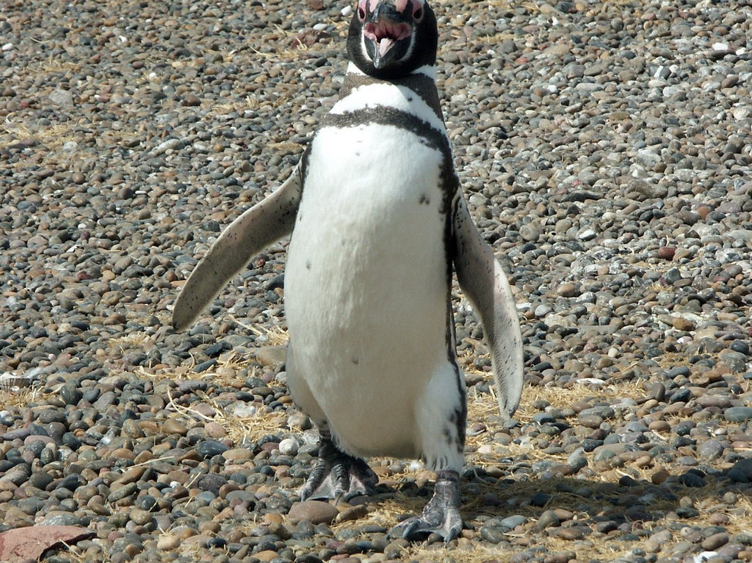 Punta Tombo-Dos Pozos必去景点