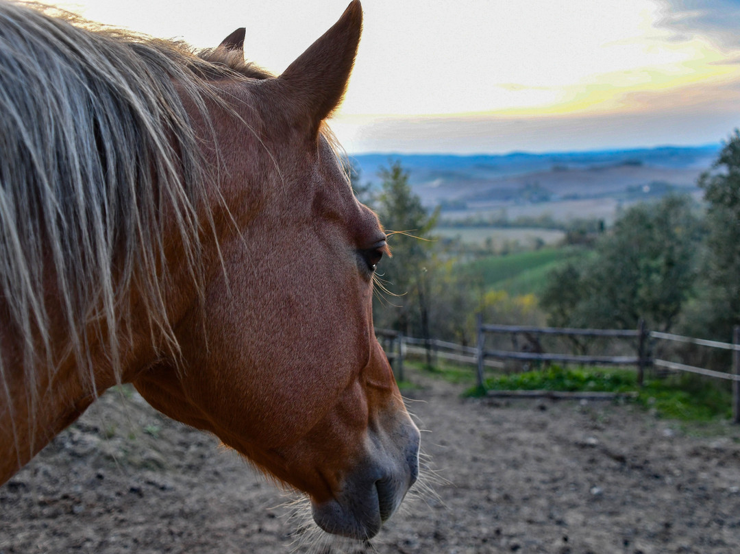 IL MISSOURI-Buonconvento必去景点