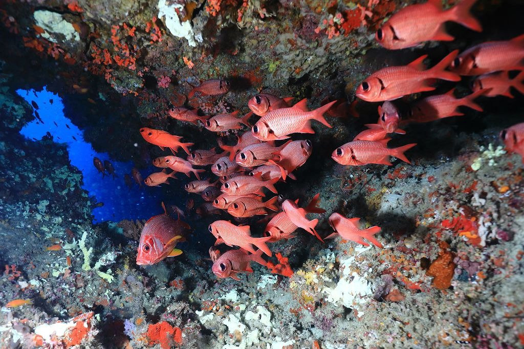 Maldives Diving Loabi-Fenfushi Island必去景点