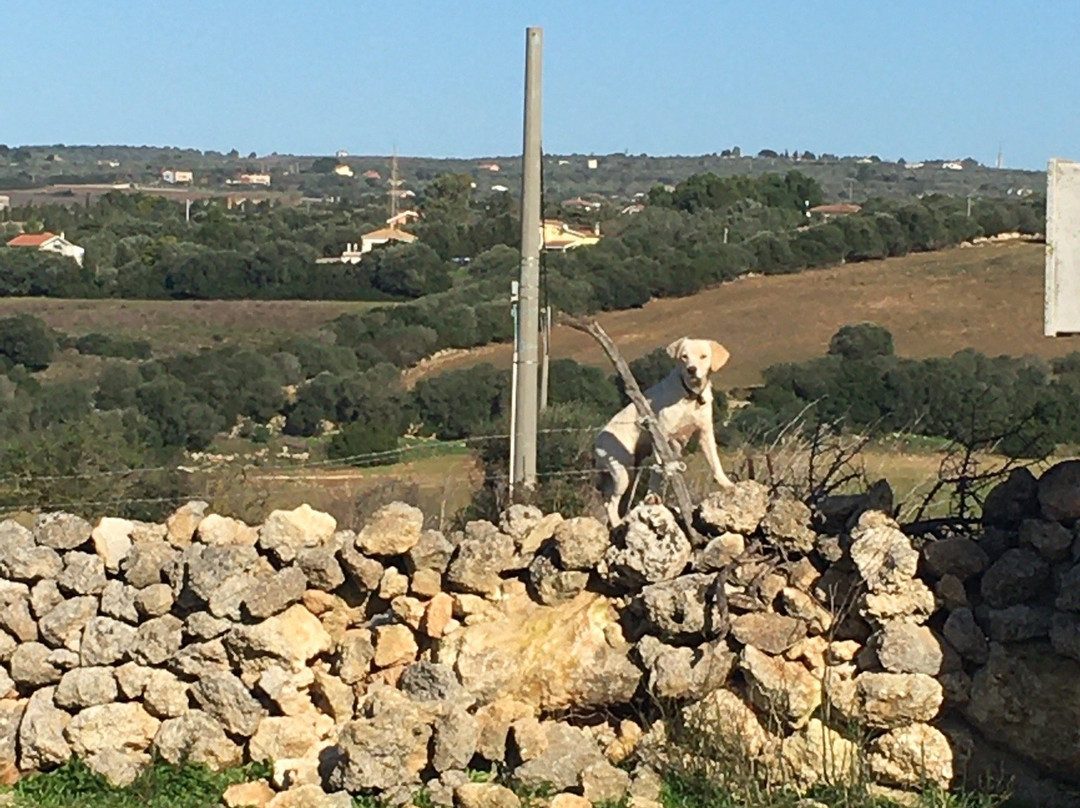 Chiesa di San Giorgio di Oleastreto-Usini必去景点