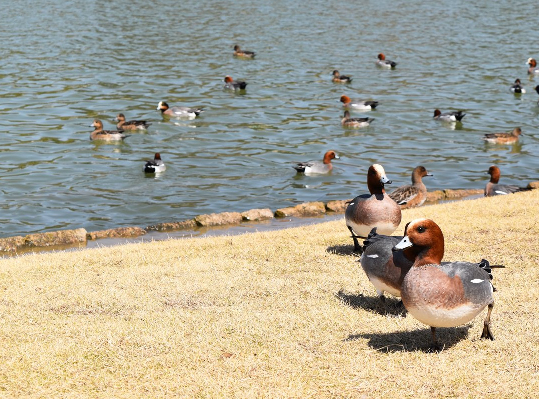 Tombo Ike Park-岸和田市必去景点