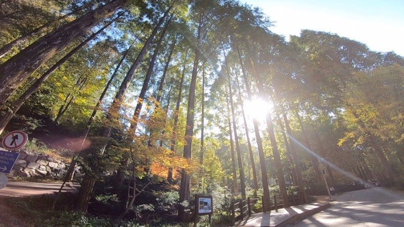 Jangtaesan Natural Forest-大田必去景点