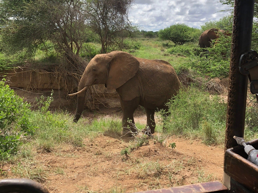 Selenkay Conservancy-Amboseli Eco-system必去景点
